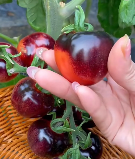 🍅Black Pearl Tomato Seeds
