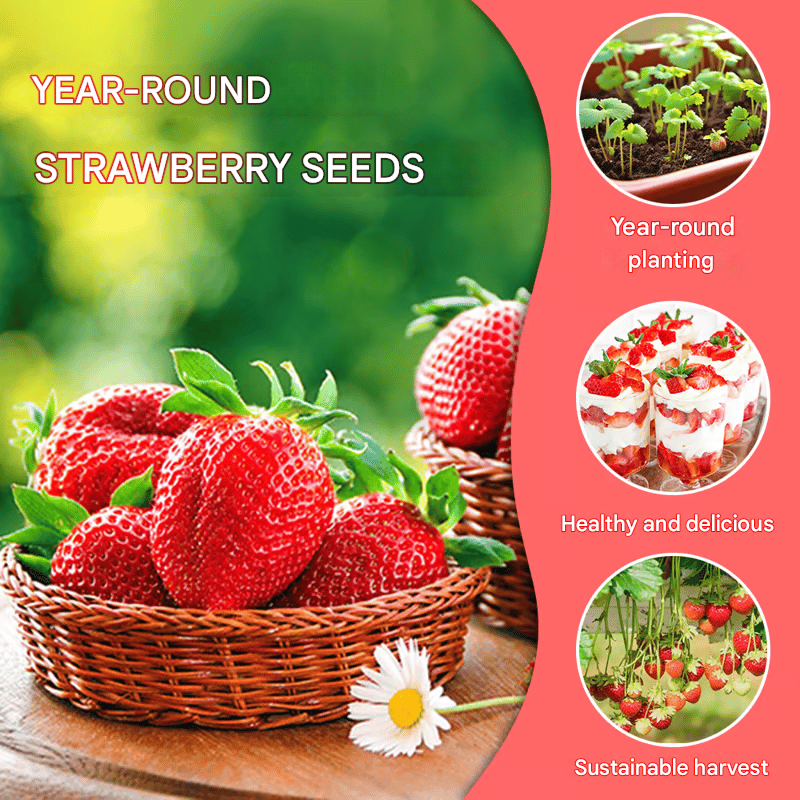 All-Year-Round Creamy Strawberry Seeds🍓