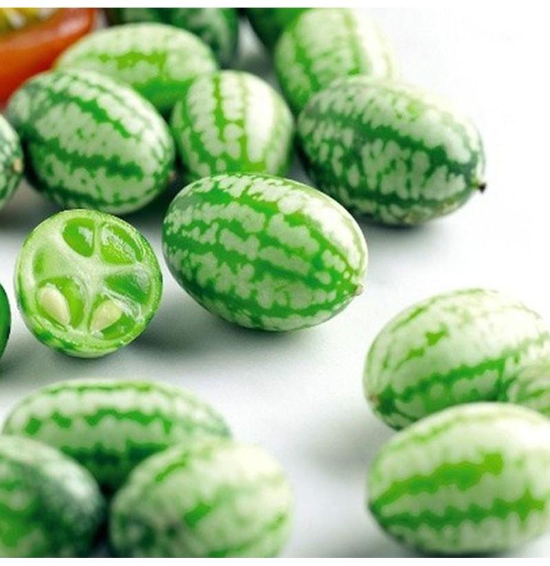 🍉RARE SEEDS THUMB WATERMELON SEEDS