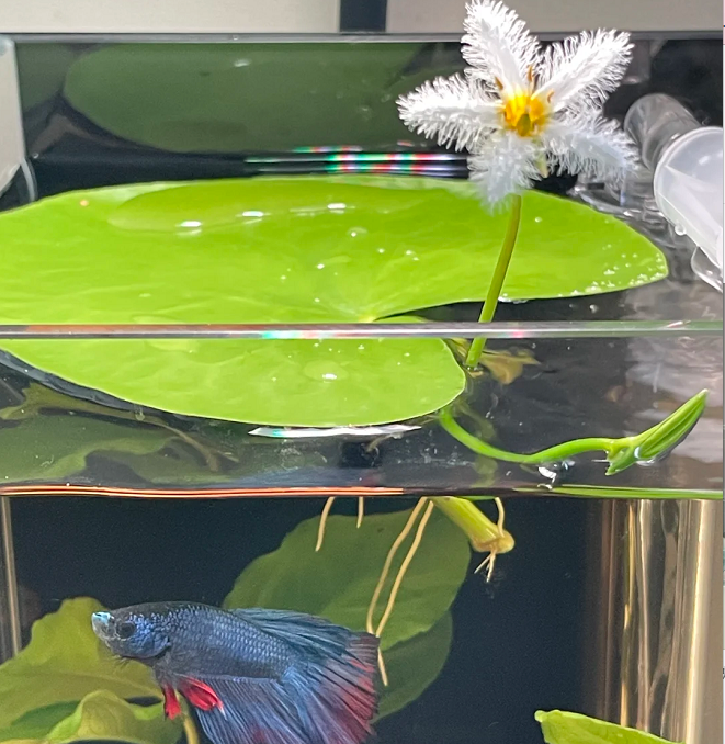 Hydroponic Plants Water Snowflake
