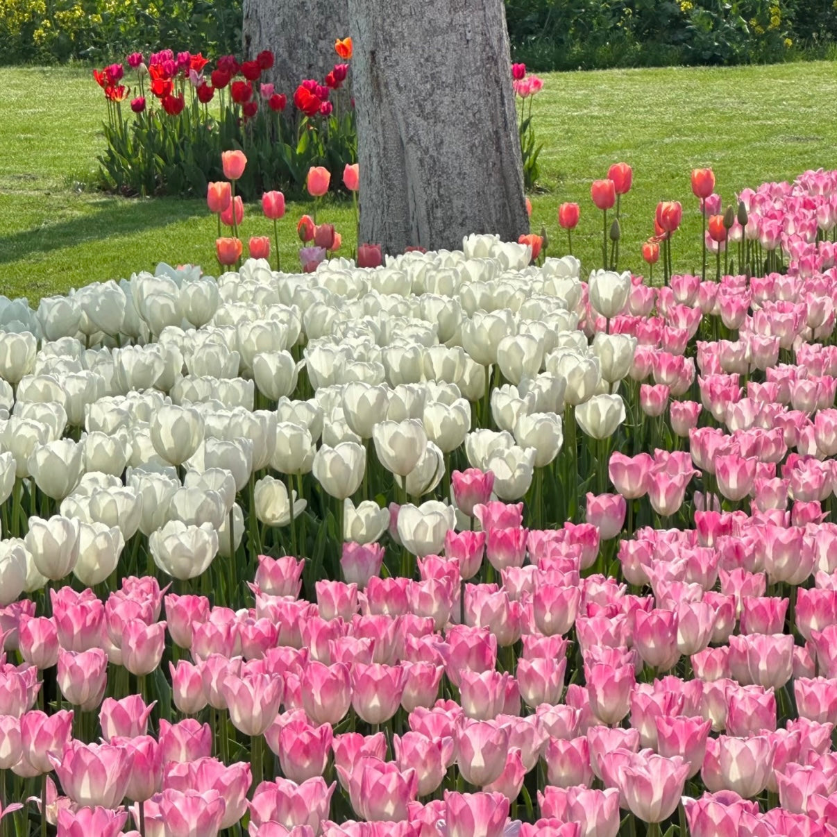 🌷‎⋆. ݁Create a Garden Full of Elegant Tulips