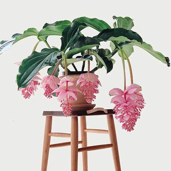 🌸Medinilla Magnifica Flower Seeds🪴
