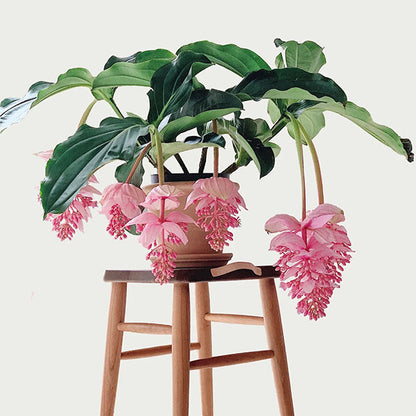🌸Medinilla Magnifica Flower Seeds🪴