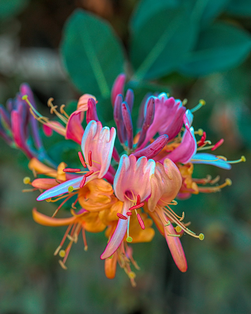 🐝Mixed Color Honeysuckle Seeds | Perennial Climbing Flower, Easy to Grow, Fragrant