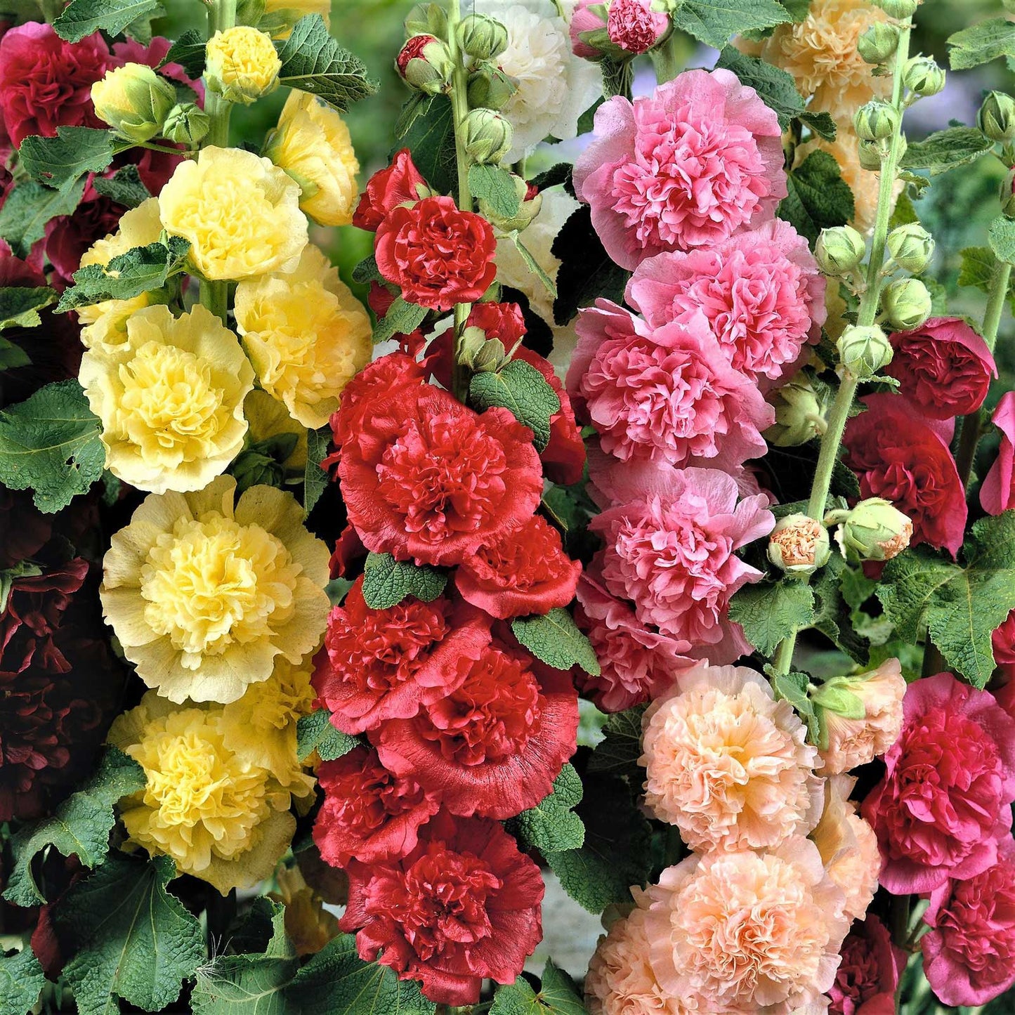 🌸 Hollyhock Seeds 🌱 Easy to Grow, Towering Blooms All Season