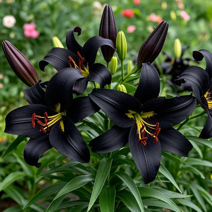 Black Magic Lily🌺Perfume Lily Bulbs✨Fast Blooming&Perfect for Beginners