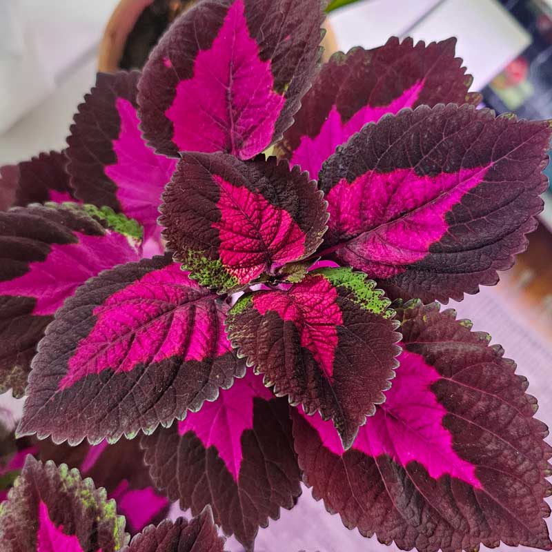 🔥20% Off: Fill Your Garden with the Vibrant ‘China Rose’ Coleus