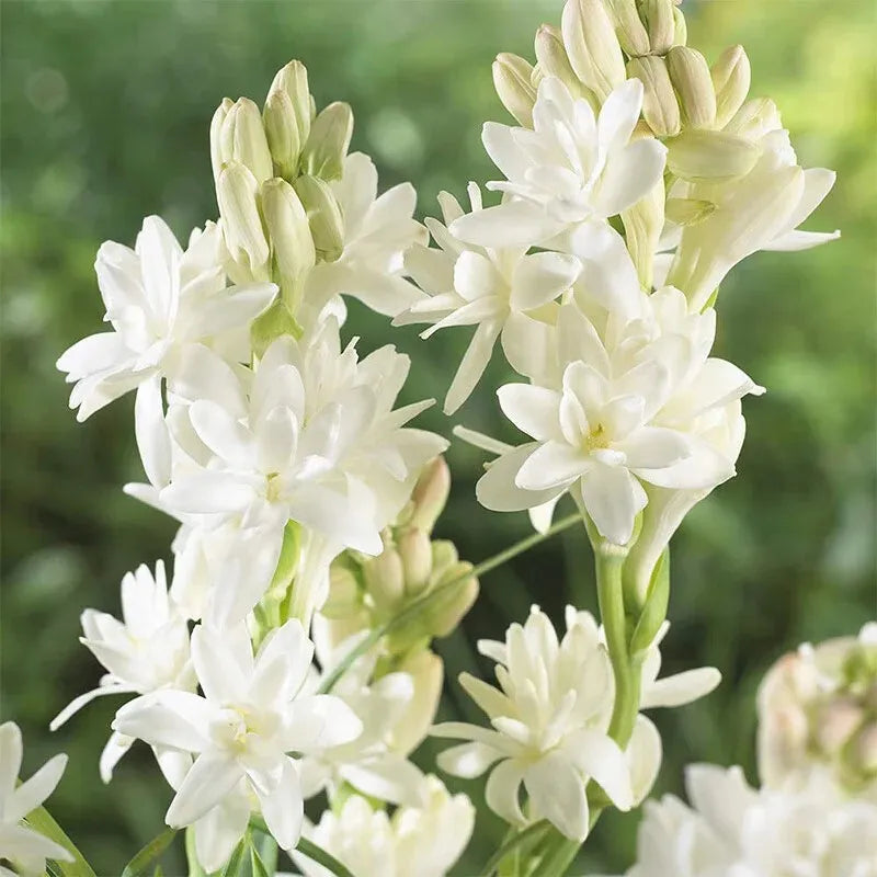 💖 Double Fragrant Tuberose 🌸🌙 A Garden Favorite for Romantic Evenings