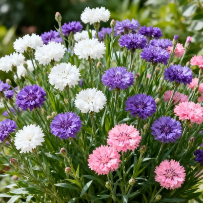 Premium Cornflower Seeds - Colorful, Resilient, and Easy-to-Grow Wildflowers!