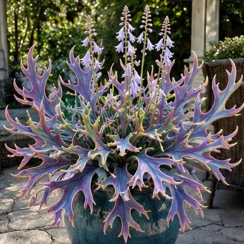 🌱 Rainbow Staghorn Hosta - 🦌The Hosta With Extraordinary Antler Shaped Foliage