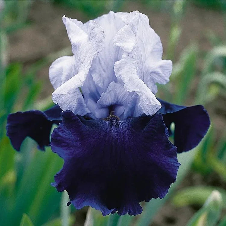 💕Iris (Phalaenopsis) Orchid Flower, Perennial Flower