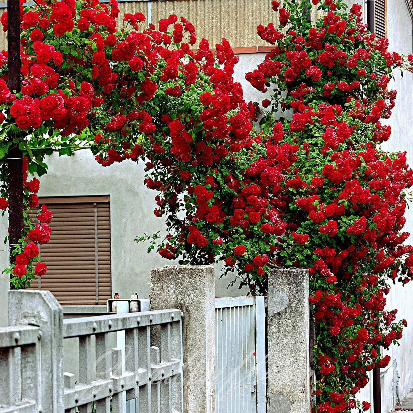 Climbing Rose Seeds