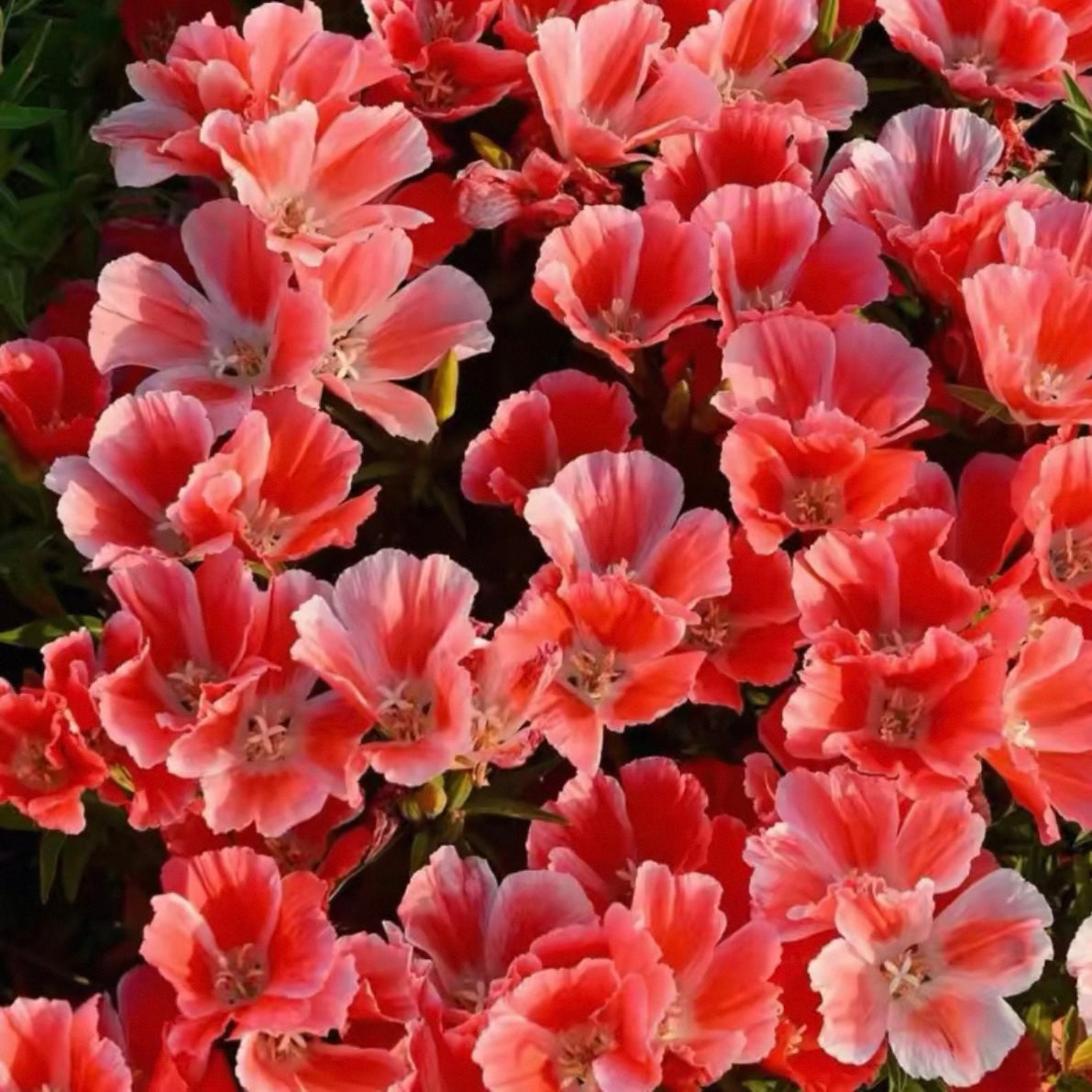 Godetia flower seeds 🌼 Clarkia amoena (Farewell-to-Spring)