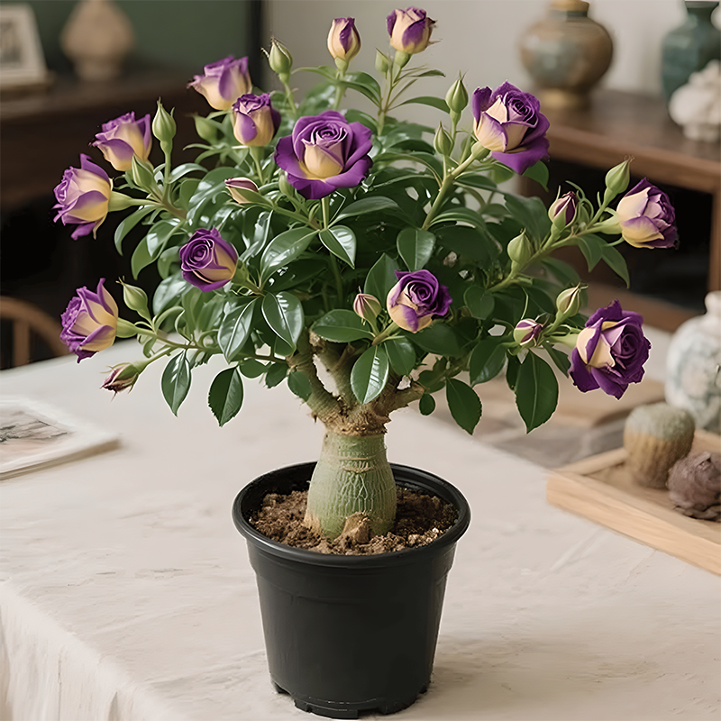 🏠💥Rare Desert Rose Bulbs🌵🌺Easy To Grow On Your Patio And Balcony At Home