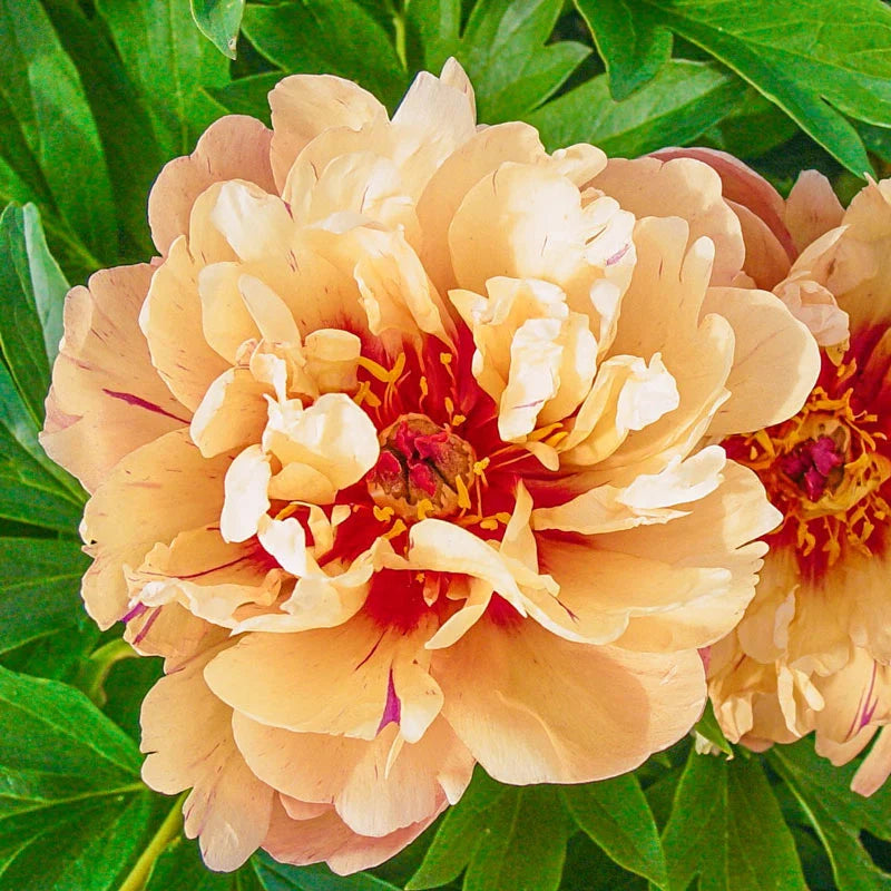 🌸 Peony Bulbs – Elegance in Every Bloom 🌸