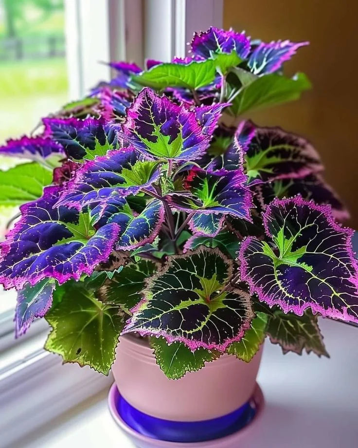 🌈 STOP Scrolling… Your Garden Is About to Get ADDICTIVELY Colorful 😍