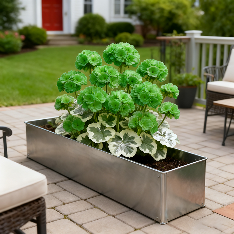  🌺•Geranium seeds, double-flowered flowers/silver-edged leaves