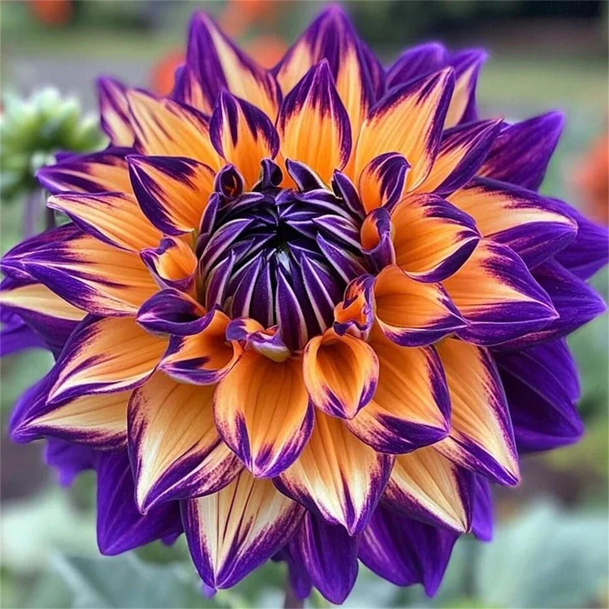 🌺 Rare Double Dahlias 🌿 Bold, Lush Blooms You Won’t Find in Ordinary Gardens