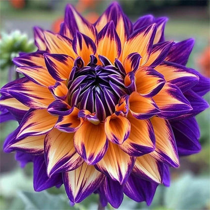 🌺 Rare Double Dahlias 🌿 Bold, Lush Blooms You Won’t Find in Ordinary Gardens