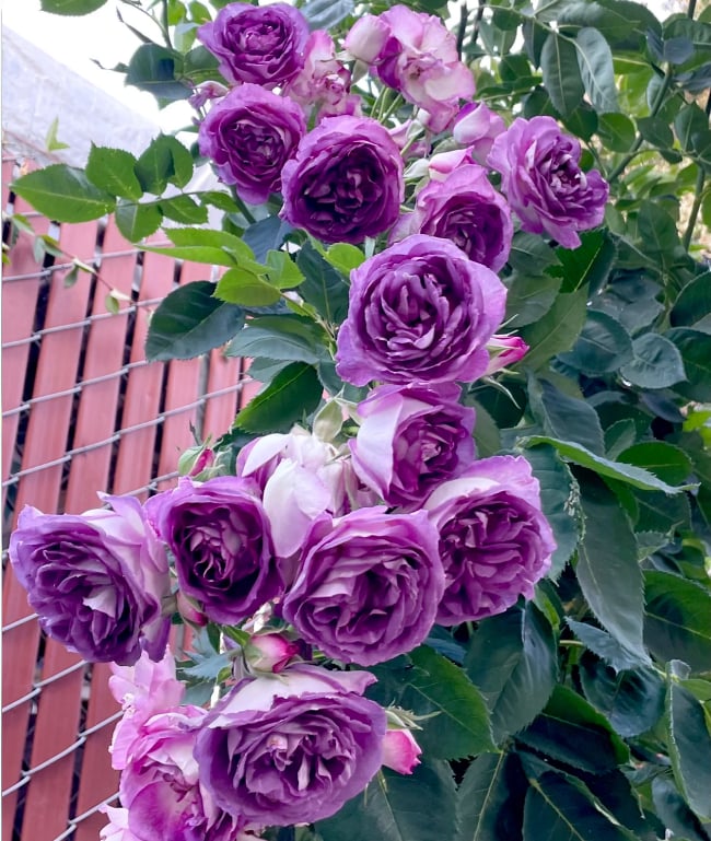 🌹 Fast-Growing Climbing Roses – Beautiful Blooms in Just One Year!