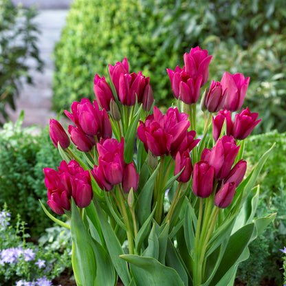 Multiflora Tulip Bulbs (Club Series)🌷 Grow in Water or Soil, Bloom Next Month