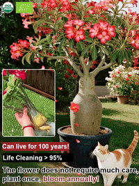 Desert Rose Bulbs