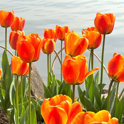🌷‎⋆. ݁Create a Garden Full of Elegant Tulips