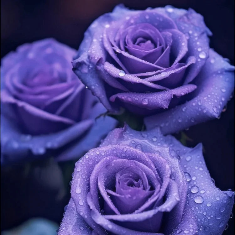🤗🌹Rare Twin Red White Rose Seeds  – Stunning Garden Blooms, Easy to Grow🌱👩🏻‍🌾