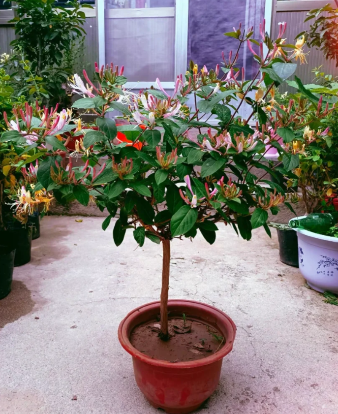 🐝Mixed Color Honeysuckle Seeds | Perennial Climbing Flower, Easy to Grow, Fragrant
