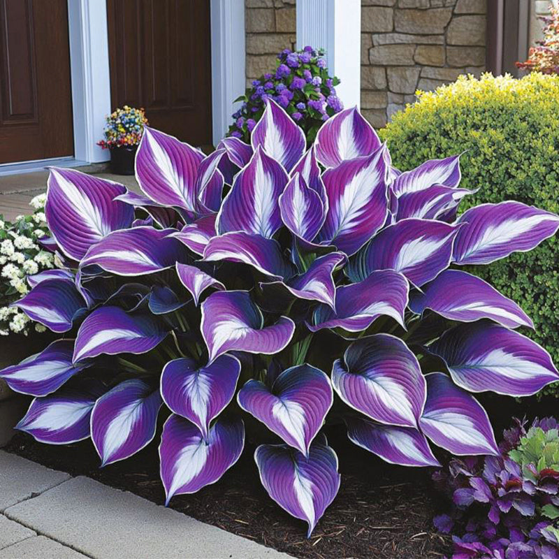 🌿Rare Premium Hosta Bulbs– Easy to grow🌸Transform Your Garden!