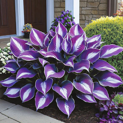 🌿Rare Premium Hosta Bulbs– Easy to grow🌸Transform Your Garden!