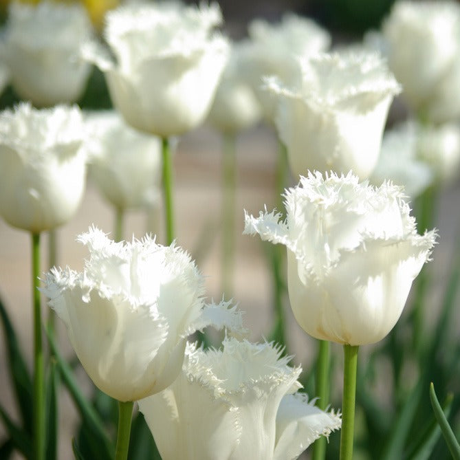 💥Spring NEW🌷Tulips "first love"seeds