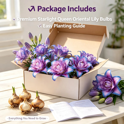 🌸Starlight Queen Oriental Lily Bulbs