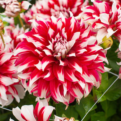 🎅🌸  'Santa Claus' Dahlia Bulbs
