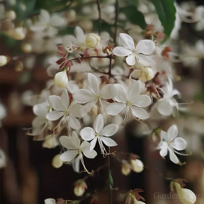 🌼Rare Trailing Jasmine Seeds🪴Super easy to care - It keeps blooming even in winter！