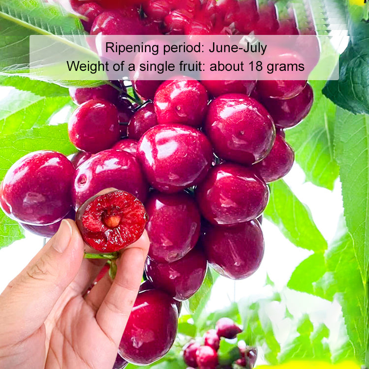 ✨Top Grade & Productive – Chilean Cherry Seeds Direct from Origin🌱98% survival rate. Suitable for beginners.🍒