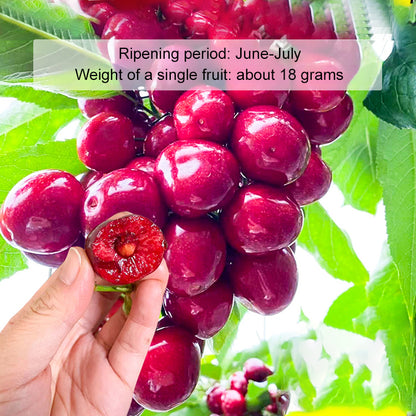 ✨Top Grade & Productive – Chilean Cherry Seeds Direct from Origin🌱98% survival rate. Suitable for beginners.🍒