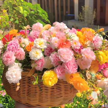 🌸 Portulaca, Moss Rose Double Mixed Colors Seeds