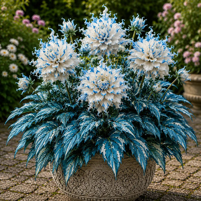 🤗🌸 Variegated Dahlia Bulbs 🌿💥 Stunning Multi-Color Blooms, Easy to Grow