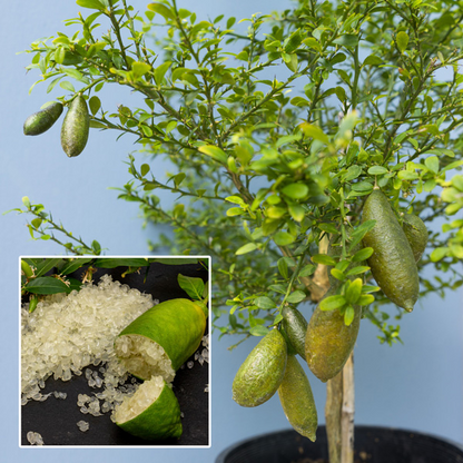 🍋✧˖°Finger Lime Seeds-Citrus Australasica