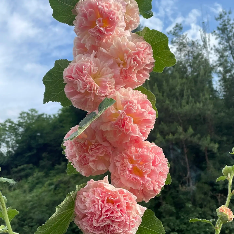 DOUBLE HOLLYHOCK SEEDS
