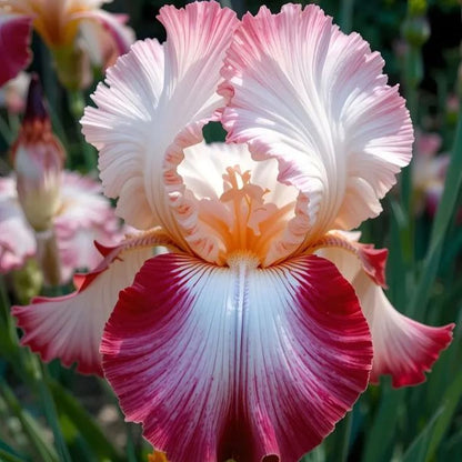 ‎⚘ ﹏Tall Bearded Iris with Bold, Elegant Blooms