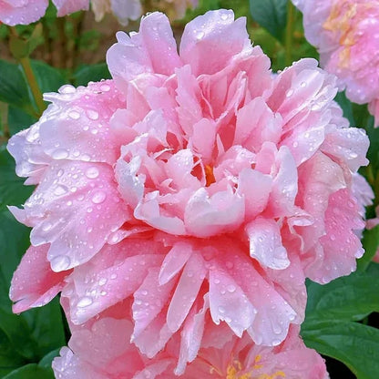 🌺🌺🌺 Bring the “Queen of Flowers” to Your Backyard