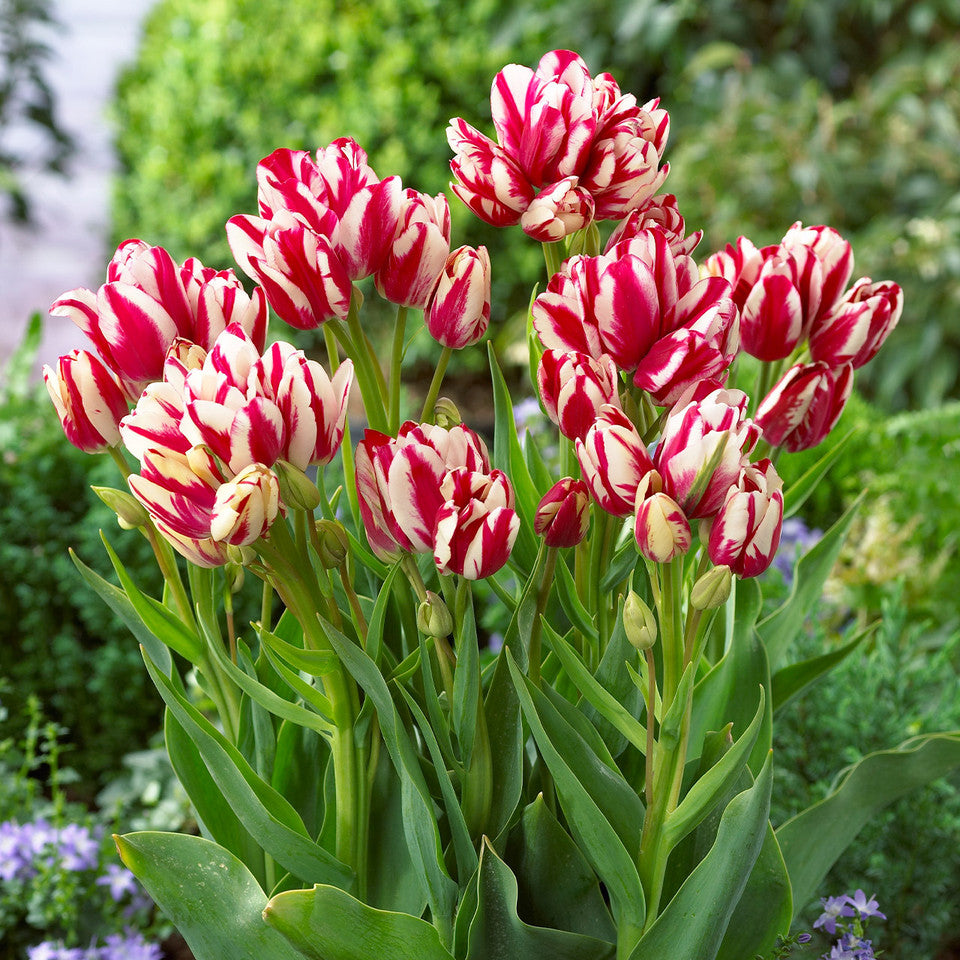 Multiflora Tulip Bulbs (Club Series)🌷 Grow in Water or Soil, Bloom Next Month