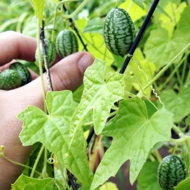 🍉🍉Super MINI! - Thumb Watermelon