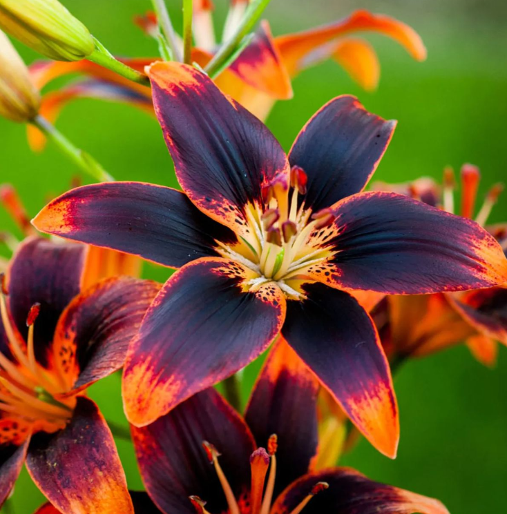 🌸Lily Bulbs Rare Colors Limited Edition