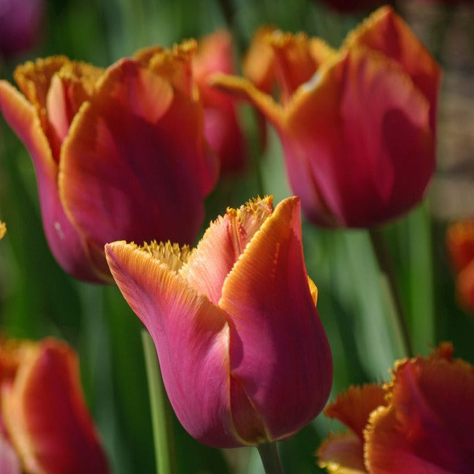 💥Spring NEW🌷Tulips "first love"seeds