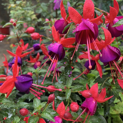 🌱Fuchsia Hybrida Voss bulbs –🌺Exotic Colorful Flowers That Thrive Easily！