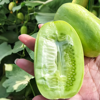 🎁🎁100 Seeds
