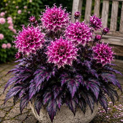 🤗🌸 Variegated Dahlia Bulbs 🌿💥 Stunning Multi-Color Blooms, Easy to Grow
